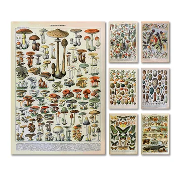 Vintage Augu Augļu Sēņu Plakātu, Audekls Drukāt Antīkās Sienas Art Print Botāniskais Attēls Zinātnes Plakātu Virtuves Decoration